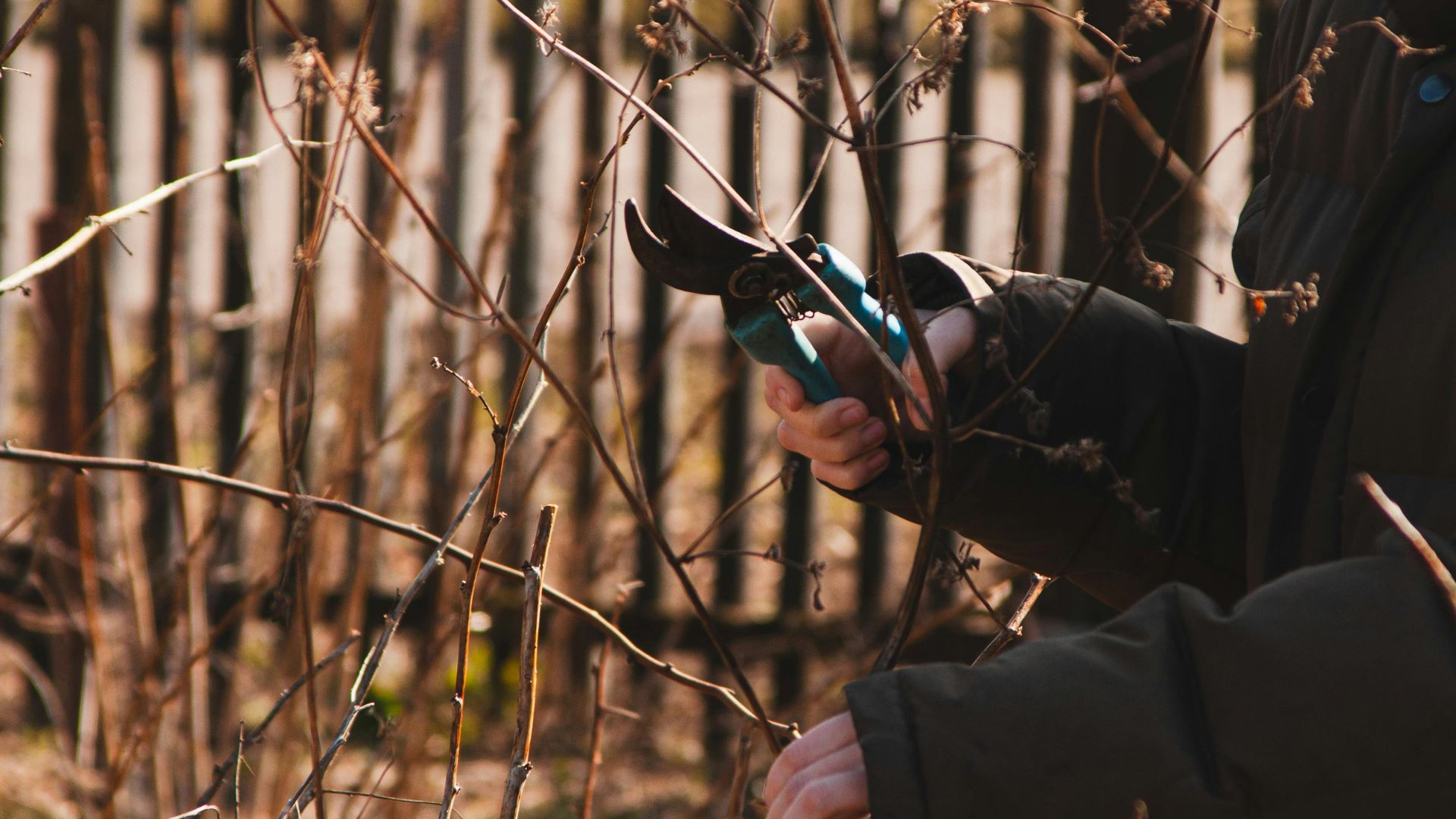 person trimming branches with no leaves with small clippers 